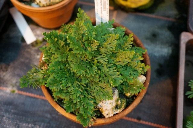 Селагинелла чешуелистная (Selaginella lepidophylla)