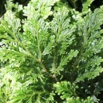 Селагинелла Мартенса (Selaginella martensii)