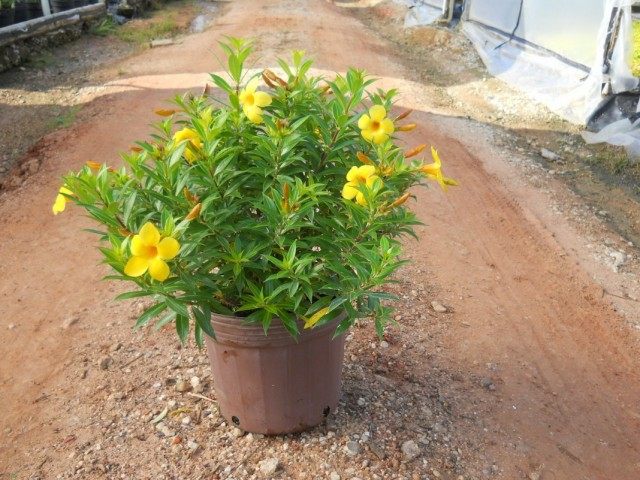 Алламанда слабительная "Карликовая Дженни" (Allamanda cathartica 'Dwarf Jenny')