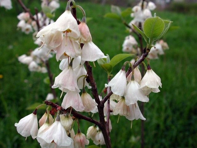 Халезия, или Галезия горная (halesia tetraptera)