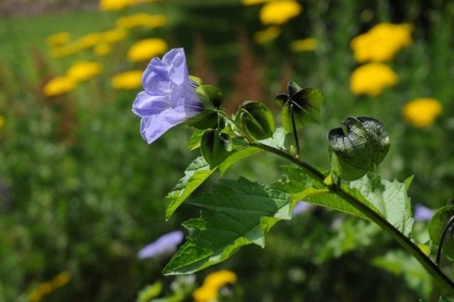 Никандра физалисовидная (Nicandra physalodes)