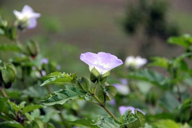 Никандра физалисовидная (Nicandra physalodes)