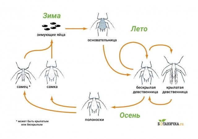 Жизненный цикл тлей