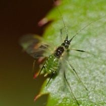 Крылатая форма Зелёной розанной тли (Macrosiphum rosae)