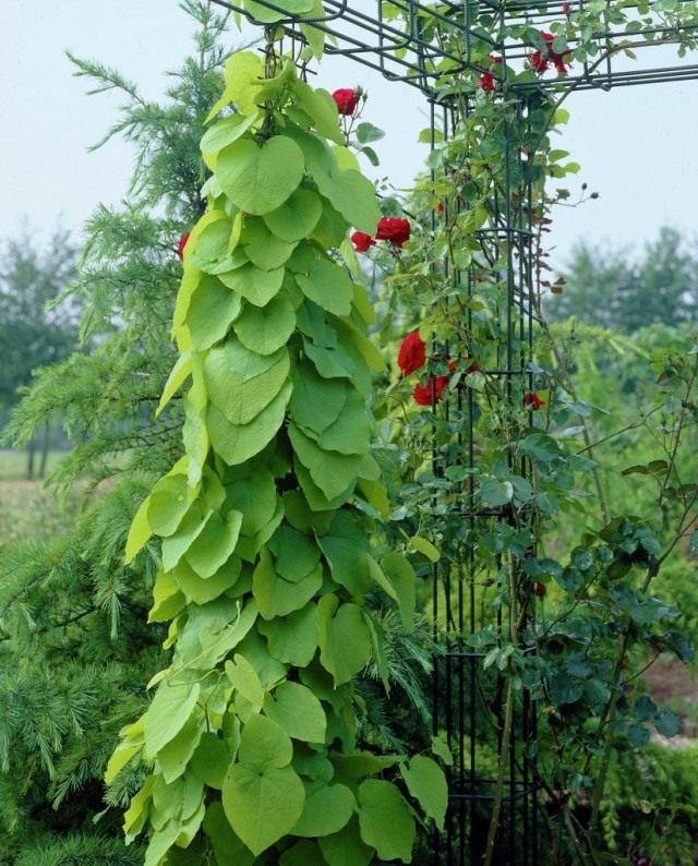 Кирказон крупнолистный, или Кирказон трубочный (Aristolochia macrophylla)