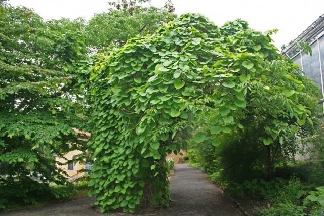 Кирказон крупнолистный, или Кирказон трубочный (Aristolochia macrophylla)