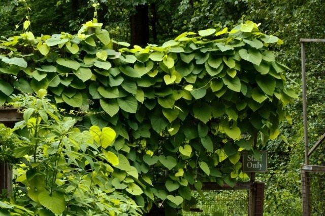 Кирказон крупнолистный, или Кирказон трубочный (Aristolochia macrophylla)