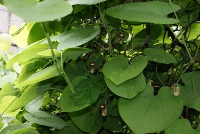 Кирказон маньчжурский (Aristolochia manshuriensis)