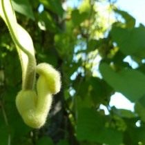 Кирказон пушистый (Aristolochia tomentosa)