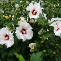 Гибискус сирийский (Hibiscus syriacus)