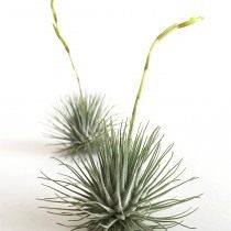 Тилландсия серебристая (Tillandsia argentea)