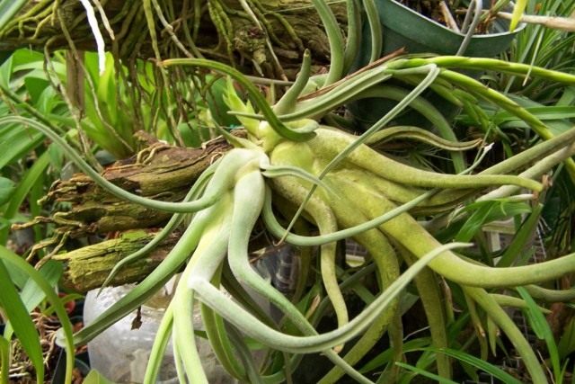 Тилландсия «Голова медузы» (Tillandsia caput-medusae)