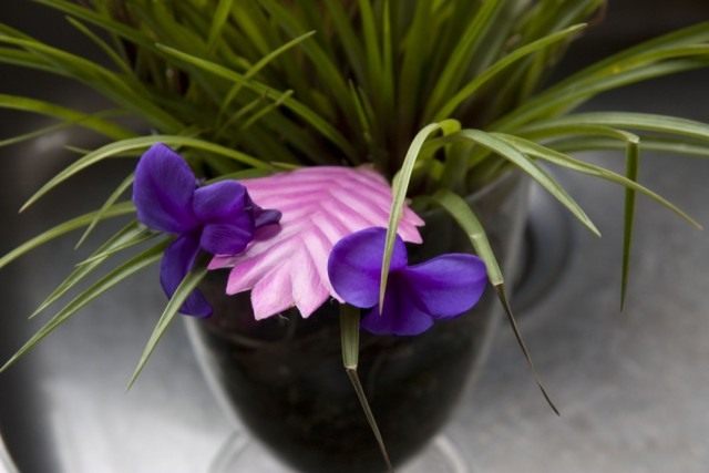 Тилландсия синяя (Tillandsia cyanea)