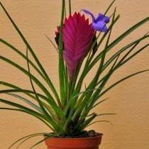 Тилландсия синяя (Tillandsia cyanea)