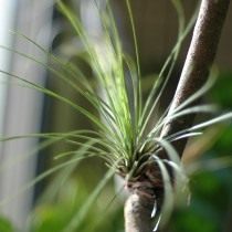 Тилландсия ситниковая (Tillandsia juncea)