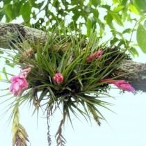 Тилландсия торчащая (Tillandsia stricta)