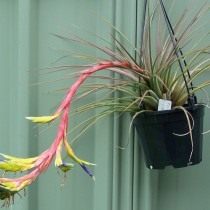 Тилландсия трехцветная (Tillandsia tricolor)