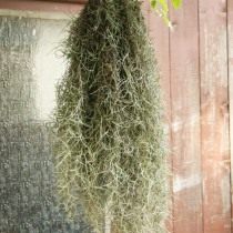 Тилландсия уснеевидная (Tillandsia usneoides)