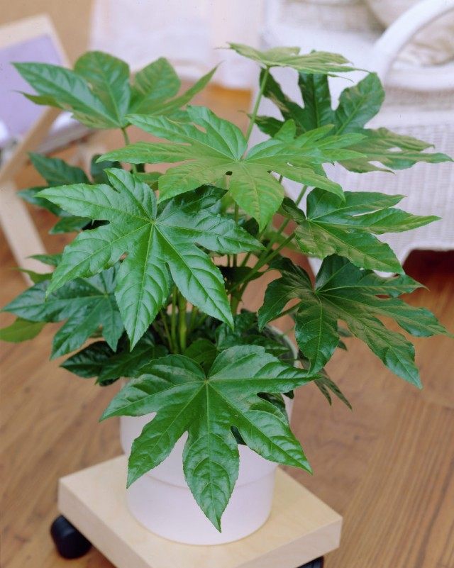 Фатсия японская (Fatsia japonica)