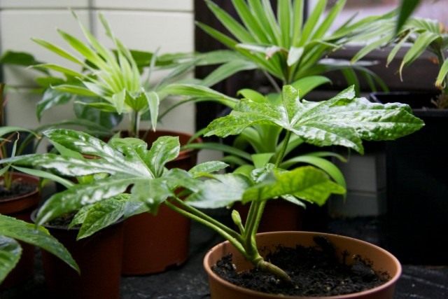 Фатсия японская (Fatsia japonica)