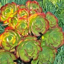 Эониум канарский (Aeonium canariense)