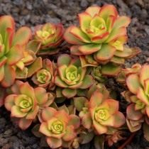 Эониум декоративный (Aeonium decorum)