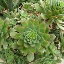 Эониум Хаворта (Aeonium haworthii)