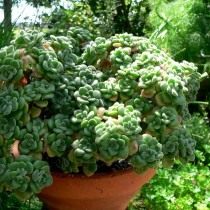 Эониум Линдлея (Aeonium lindleyi)