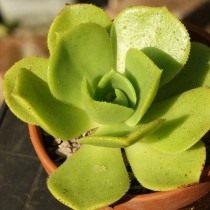 Эониум благородный (Aeonium nobile)