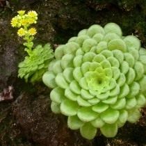 Эониум слоевидный (Aeonium tabuliforme)