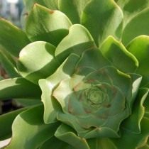 Эониум волнистый (Aeonium undulatum)