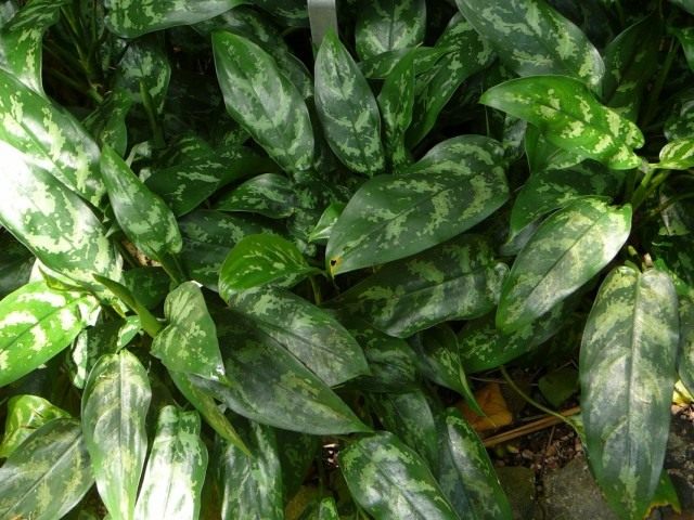 Аглаонема переменчивая (Aglaonema commutatum)