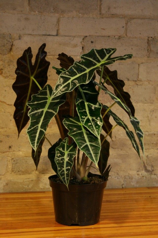 Алоказия амазонская (Alocasia amazonica)