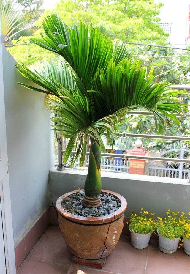 Арека катеху (Areca catechu)