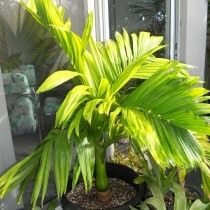 Арека катеху (Areca catechu), или Бетелевая пальма