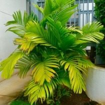 Арека трехтычинковая (Areca triandra), или Гиофорба индика (Hyophorbe indica)