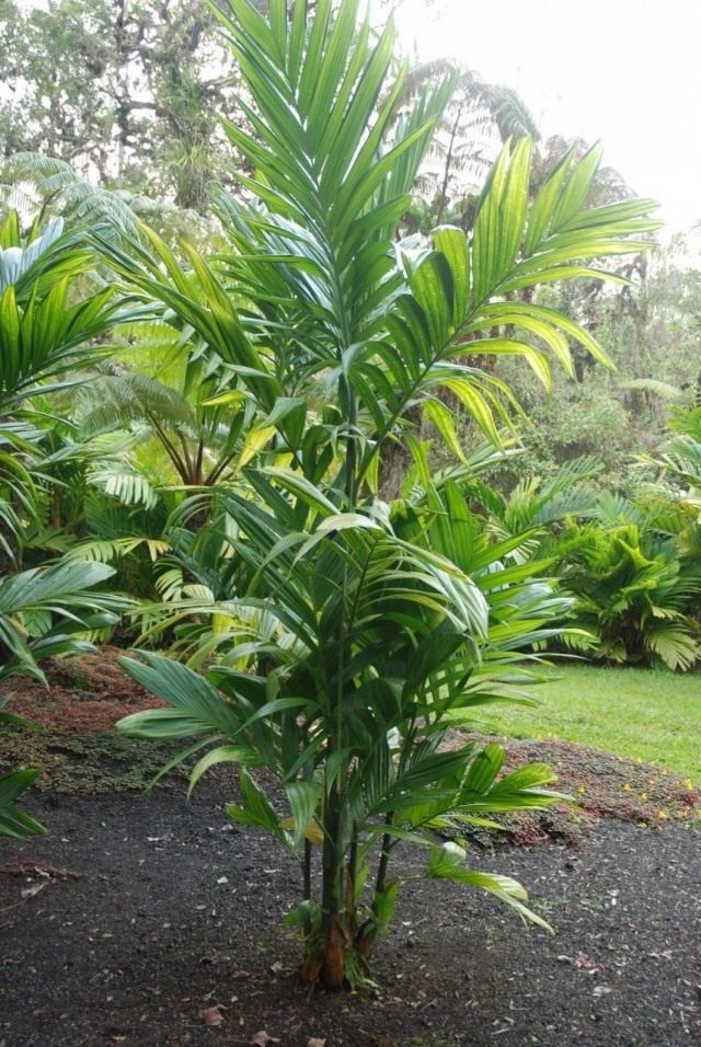 Арека трехтычинковая (Areca triandra)