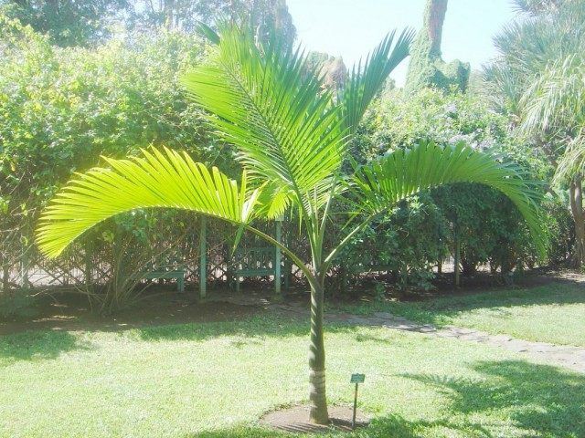 Арека желтеющая (Areca lutescens), или Гиофорба индика (Hyophorbe indica)