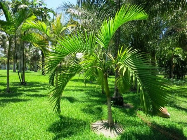 Арека желтеющая (Areca lutescens), или Гиофорба индика (Hyophorbe indica)