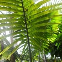 Арека желтеющая (Areca lutescens), или Гиофорба индика (Hyophorbe indica)