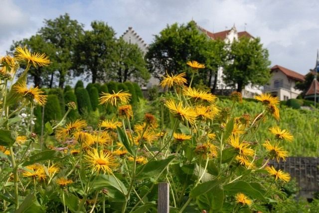 Девясил высокий (Inula helenium)