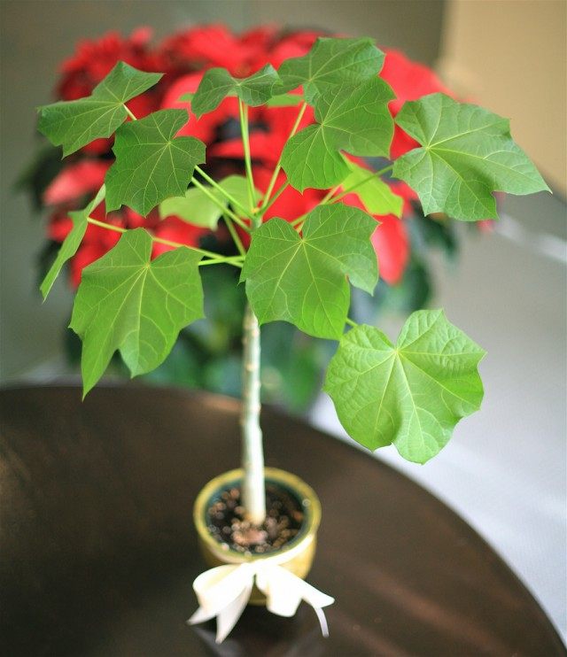 Ятрофа куркас (Jatropha curcas)