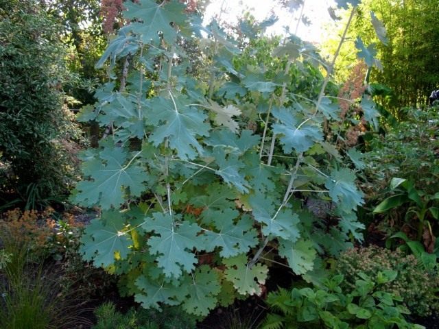 Маклея сердцевидная (Macleaya cordata)