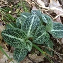 Гудайера пушистая (Goodyera pubescens)