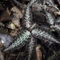 Гудайера сетчатая (Goodyera reticulata)