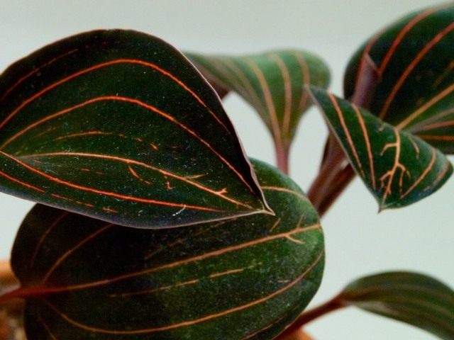 Лудизия разноцветная (ludisia discolor)