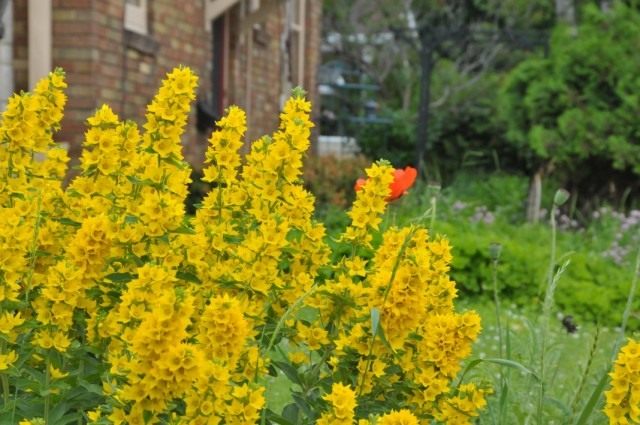 Вербейник точечный (Lysimachia punctata)