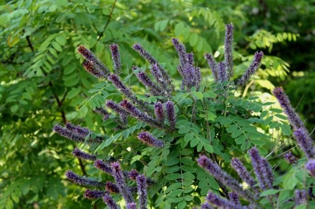 Аморфа кустарниковая (Amorpha fruticosa)