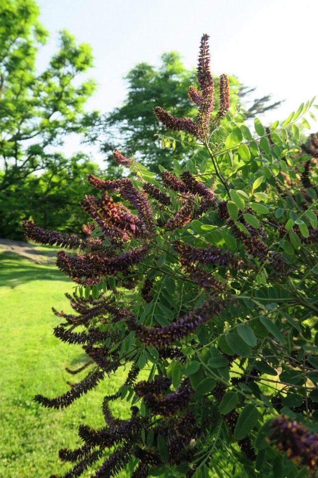 Аморфа кустарниковая (Amorpha fruticosa)