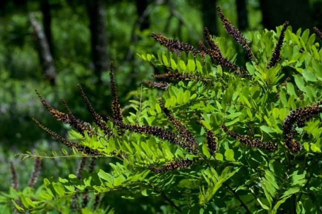 Аморфа (Amorpha)